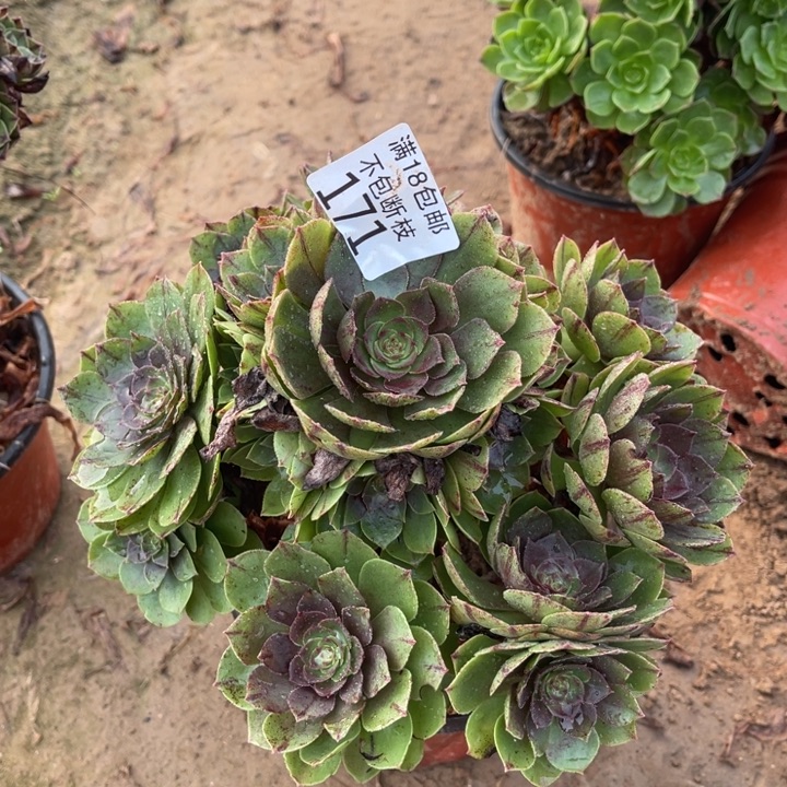 171万拉丝手捧3法师