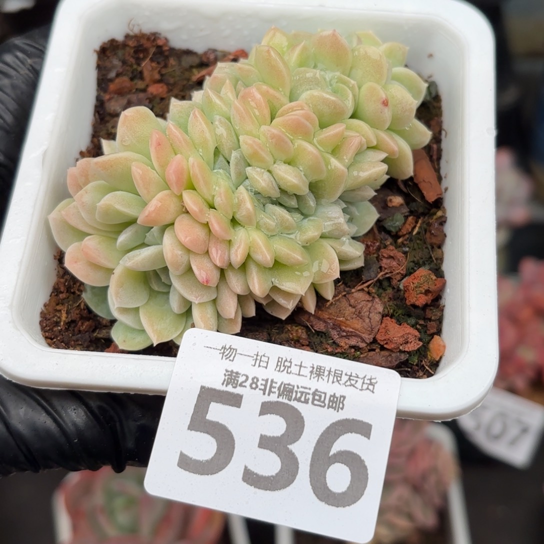 奶油美人缀化无盆土发货