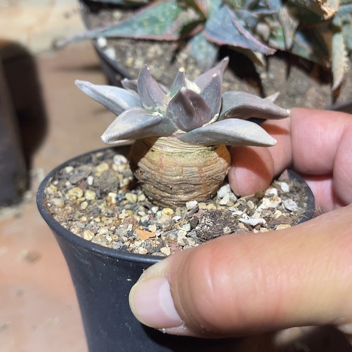 满38包邮2天凑单，脱土晾根发货多肉植物实生牡丹