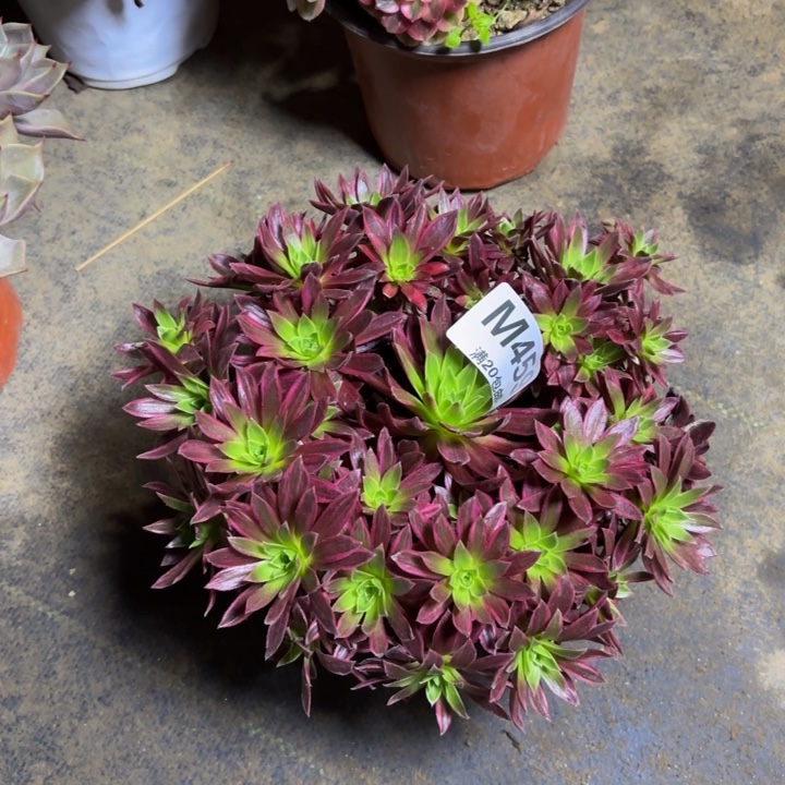 瑞妈，。。。。。？？。459凤凰锦，