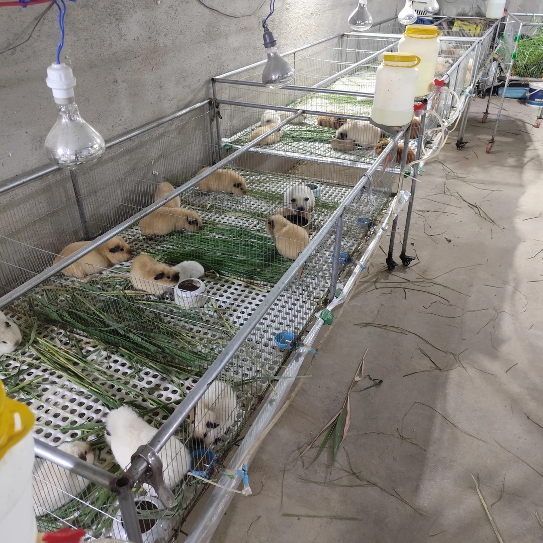 豚鼠荷兰猪直播间一物一拍包活7天