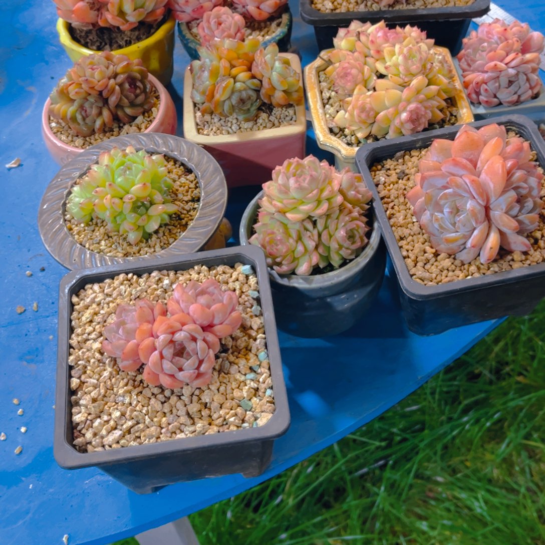 森***＊多肉植物保护研究所所长