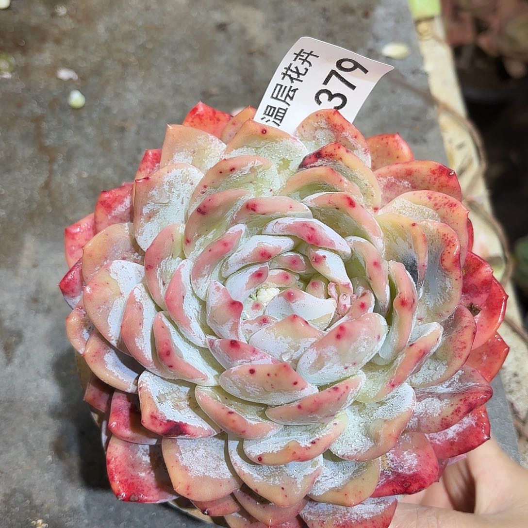 同温层多肉雪天使379