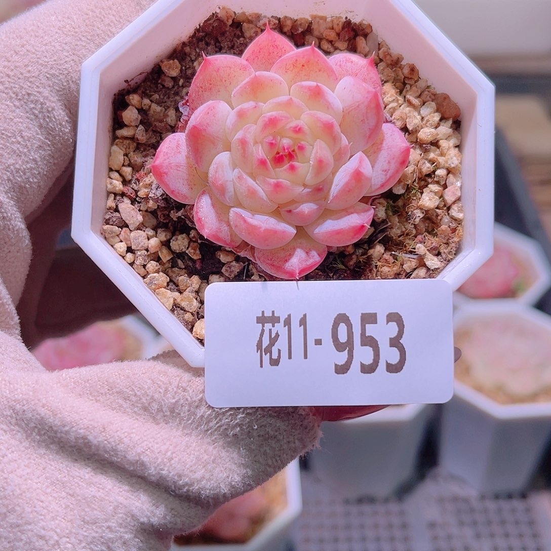 花利美11-953白桃汽水