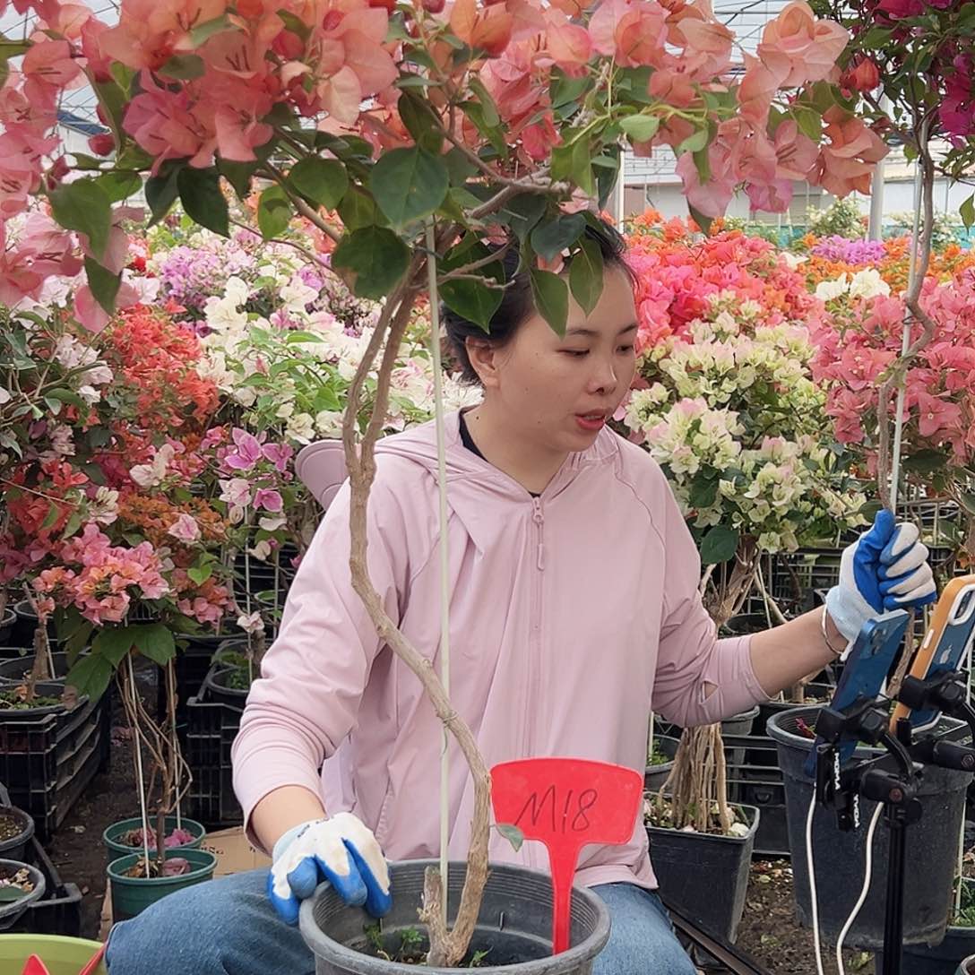 小***语大部分花苞少量开放M18日落