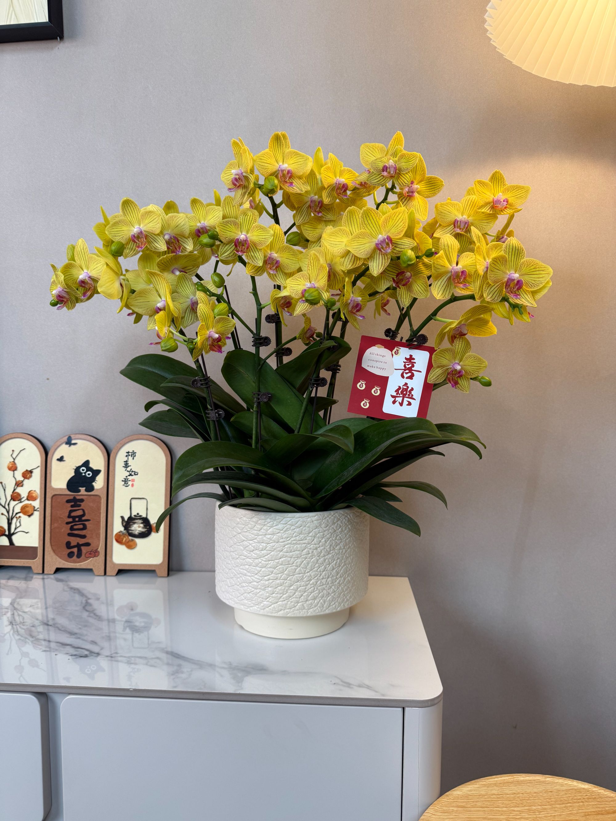 蝴蝶兰丽香十大支花剑 黄色系爆款 年宵花花 源头基地直发配盆