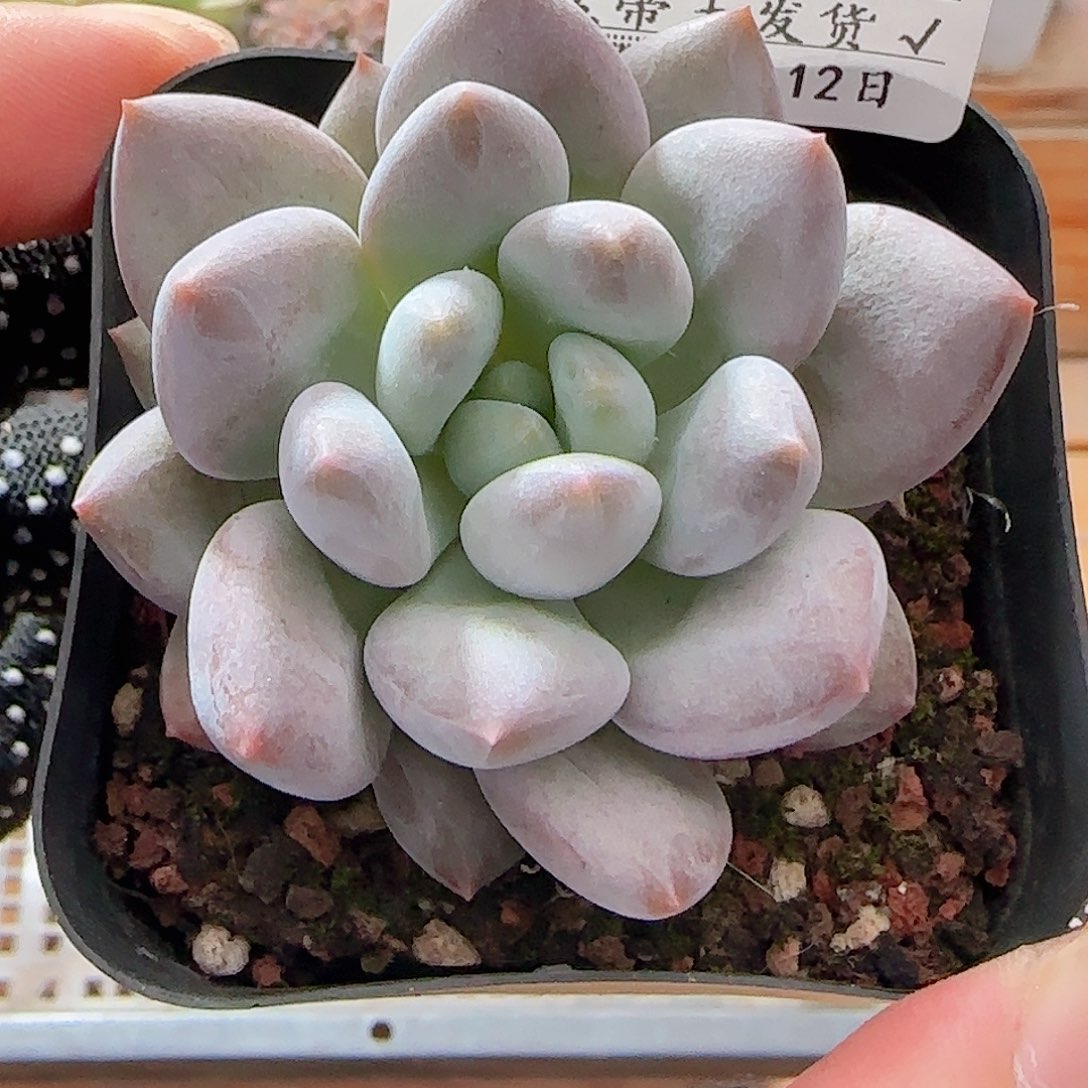 多肉0812-27龙纹麟