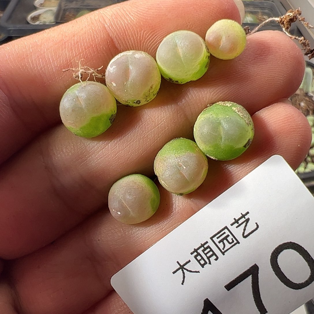 一物一拍默认微瑕。   170