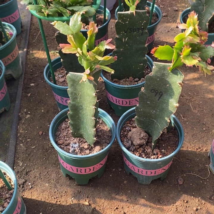 霞***照完全开放039 099重瓣花