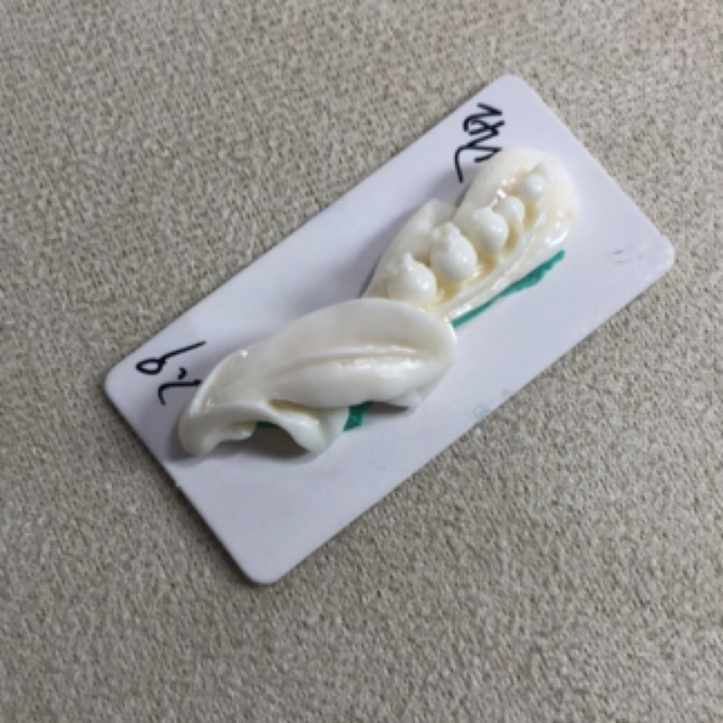 天然红色珊瑚欢颖