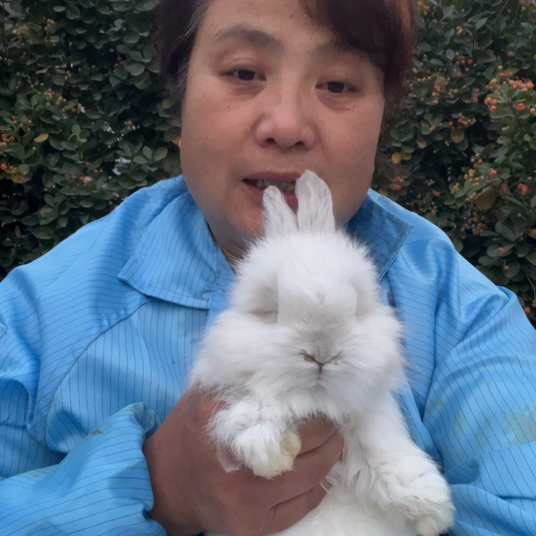 英系安哥拉宠物兔子