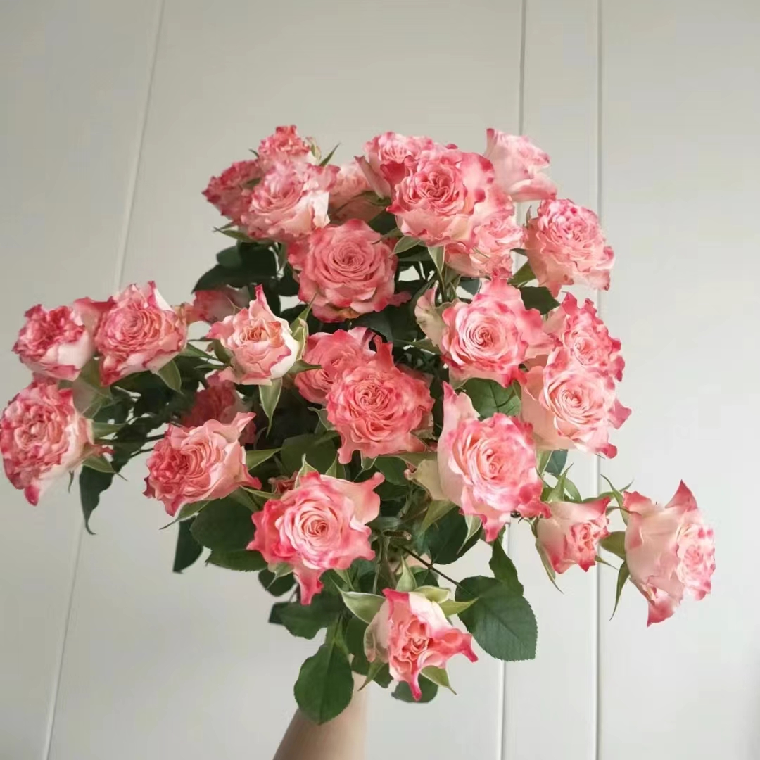 小仙女多头玫瑰9支+1支防损 收到先醒花