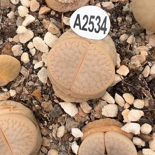 2534，碧赐玉111111111