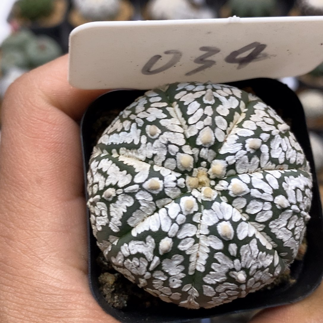 开播福利特价来了来咯