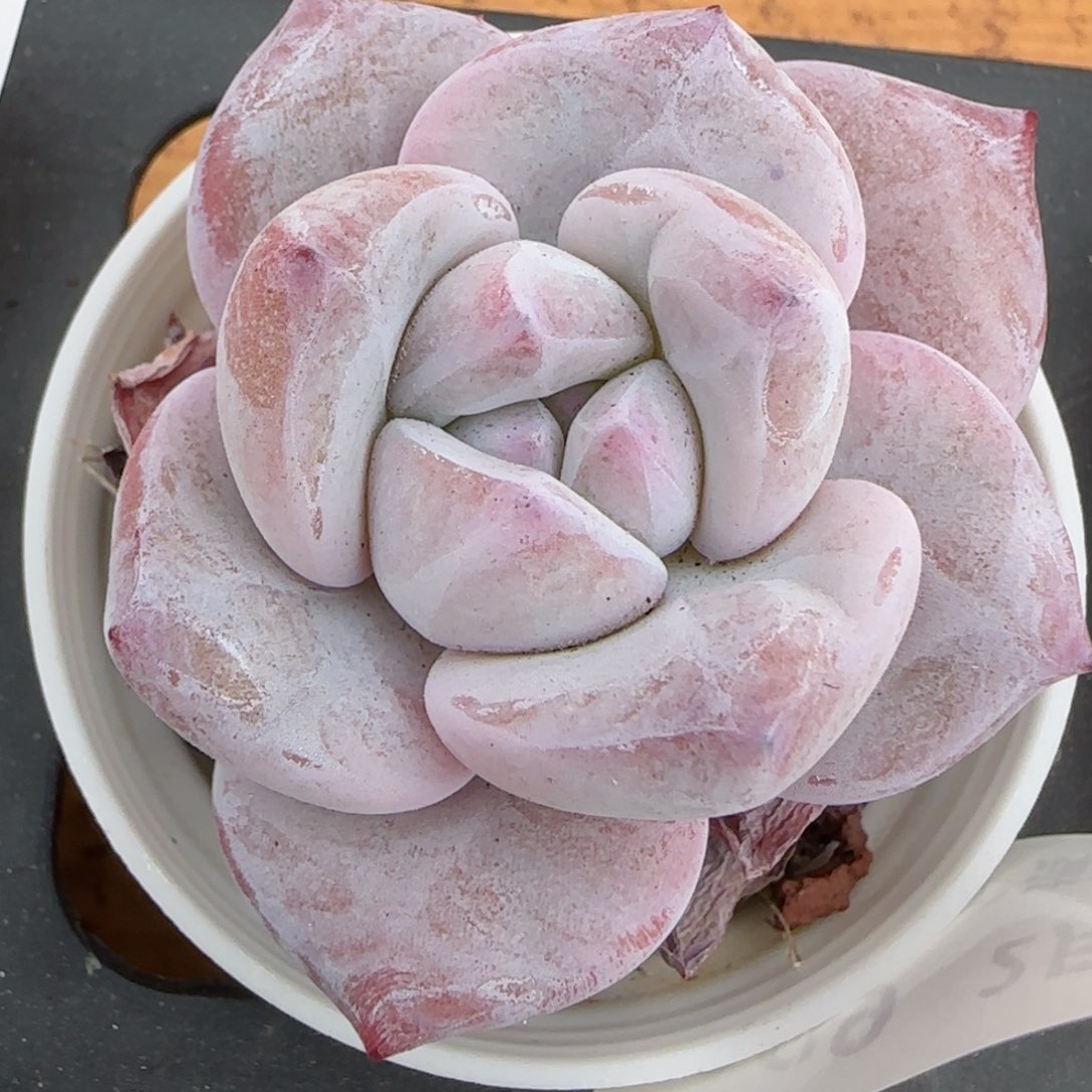 花语逸境0216-289