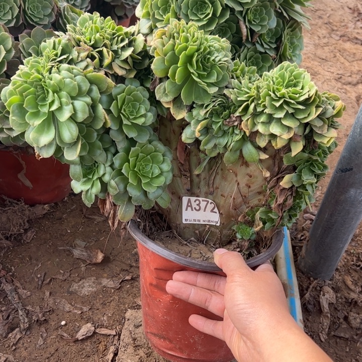 绿缀微瑕多肉植物372.