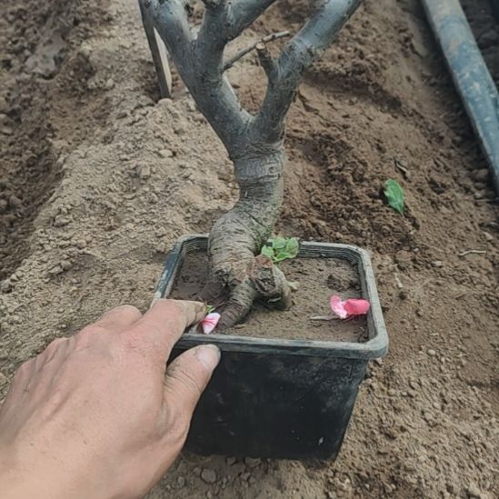 筝***缘无花朵海棠盆景精品造型