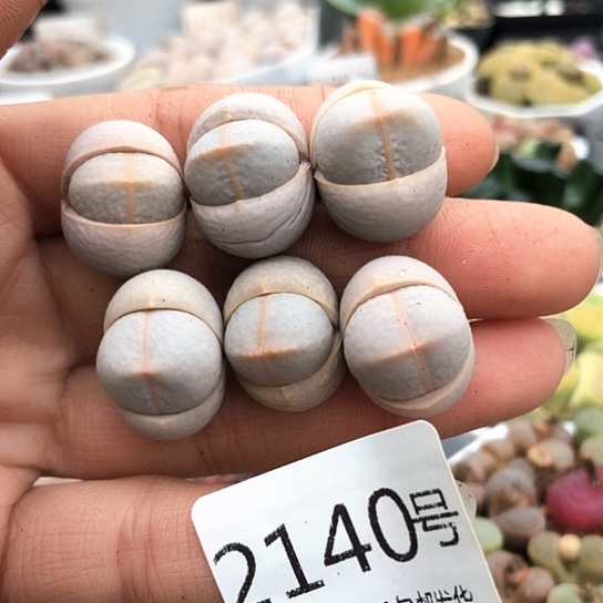 2140，特价包邮如图