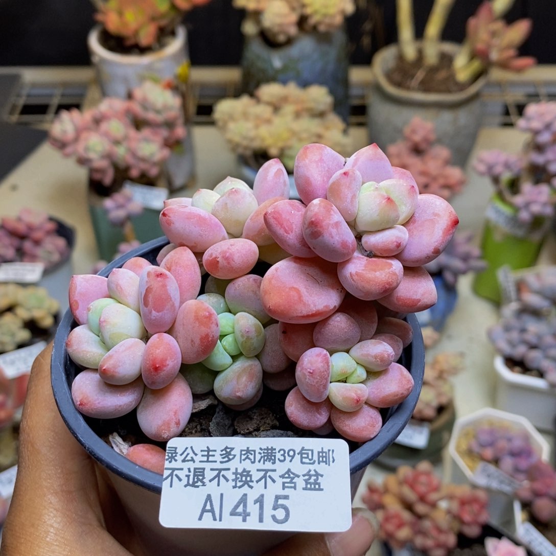 415樱花洛神多肉7c m