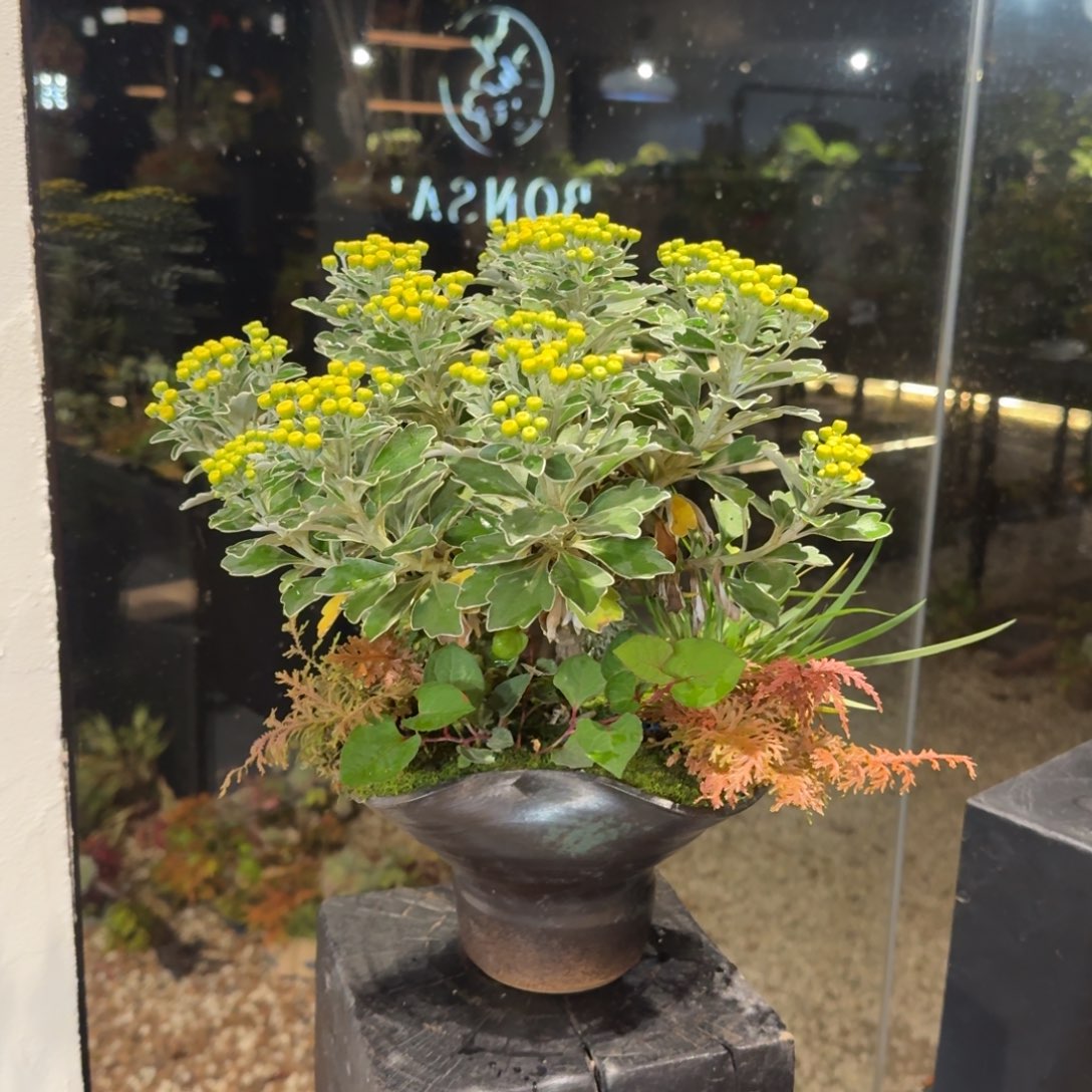 全部花朵山野草陶盆