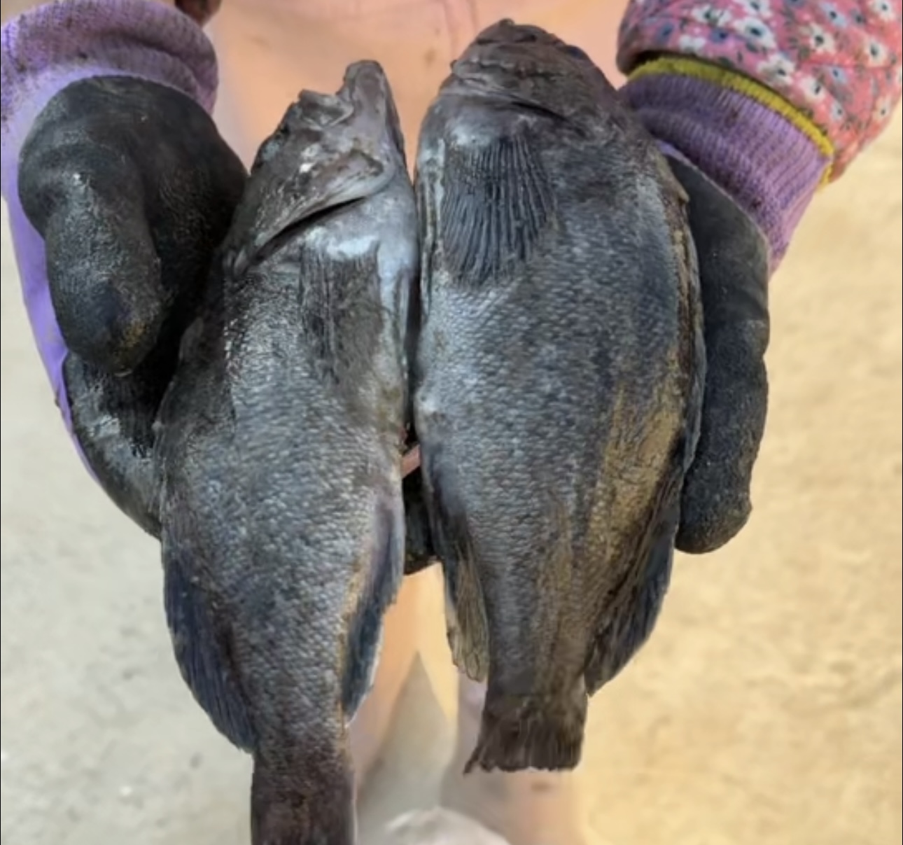 石城岛纯野生黑鱼自家渔船海捕冷冻发货