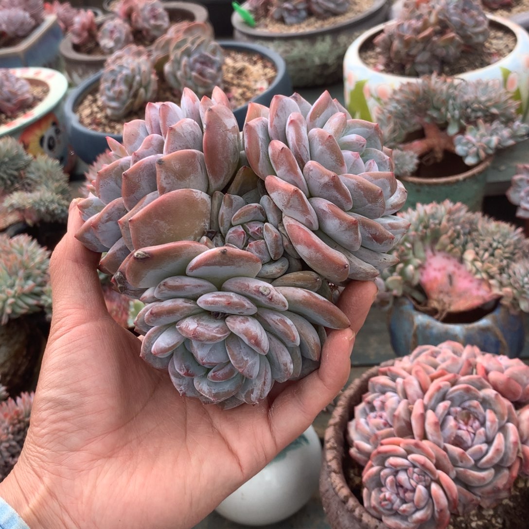 无花朵哈哈哈哈哈哈哈哈哈3