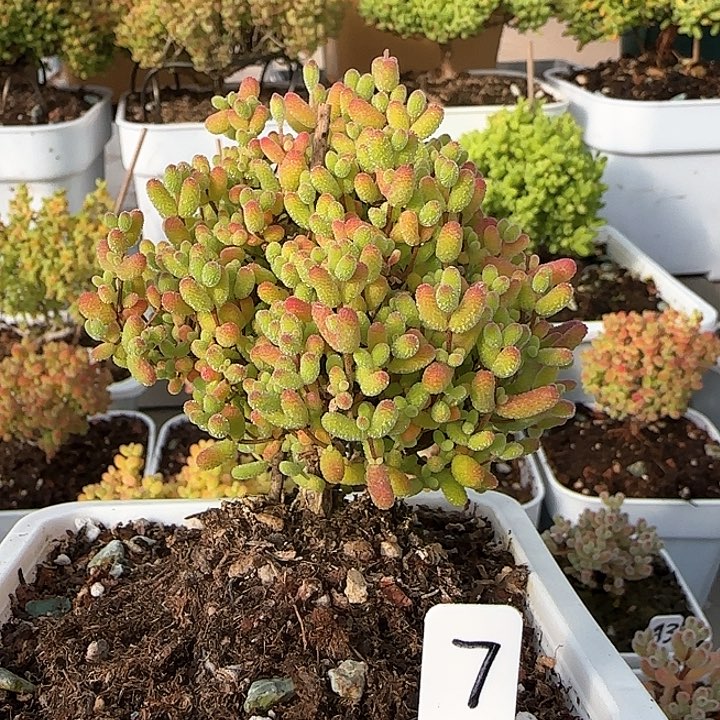 金桔糖球枝干番杏