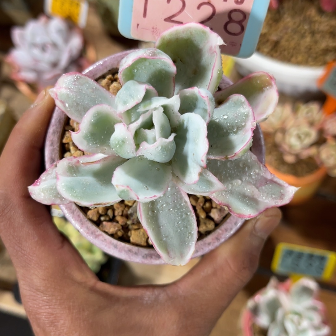 云尘多肉一物一拍不含盆1228