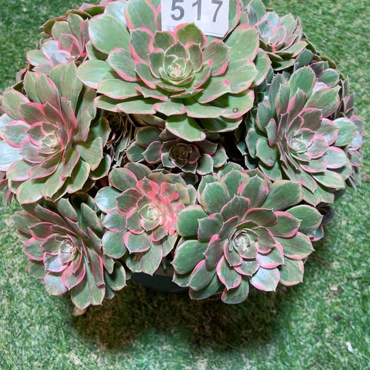 完全开放1****3517粉花妖法师