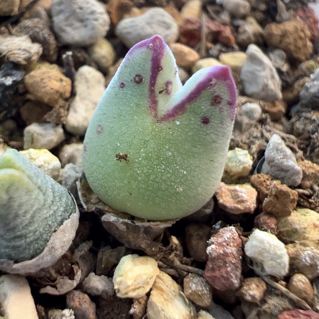单头 猪蹄 肉锥植物