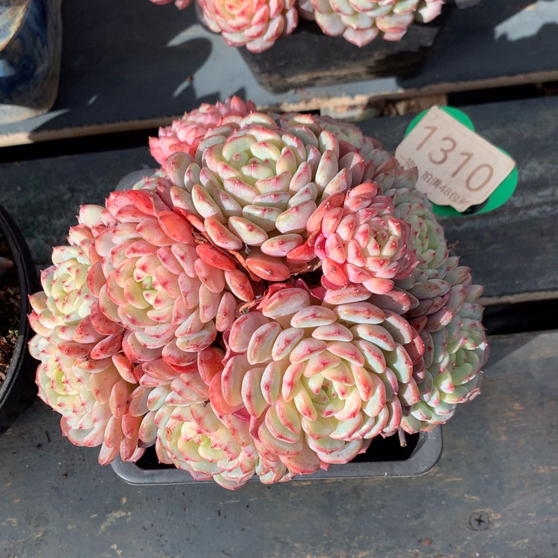 白胖子老桩无砍1310