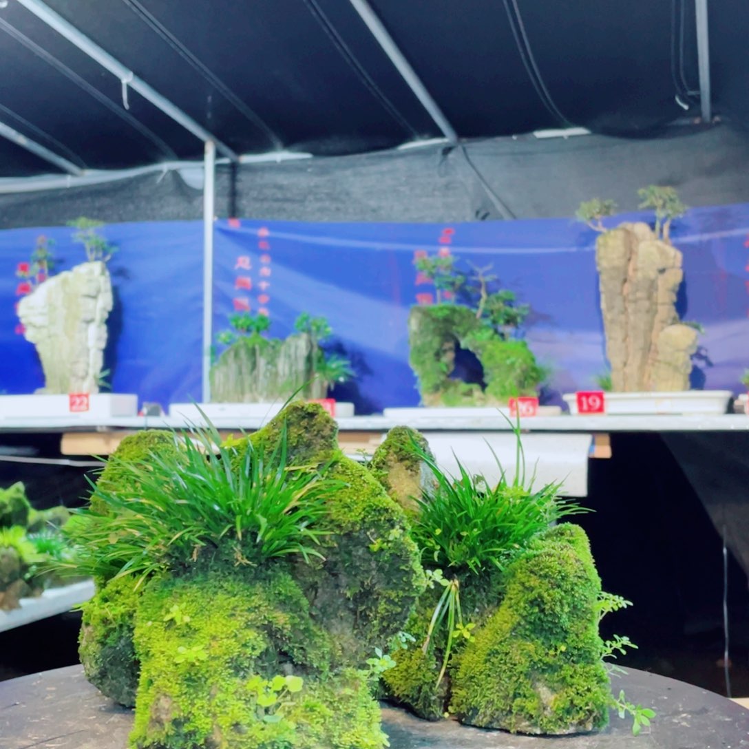 凌***头无花朵新品上架一枚啊这套