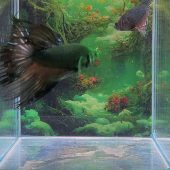 斗鱼我们是我自己想成为