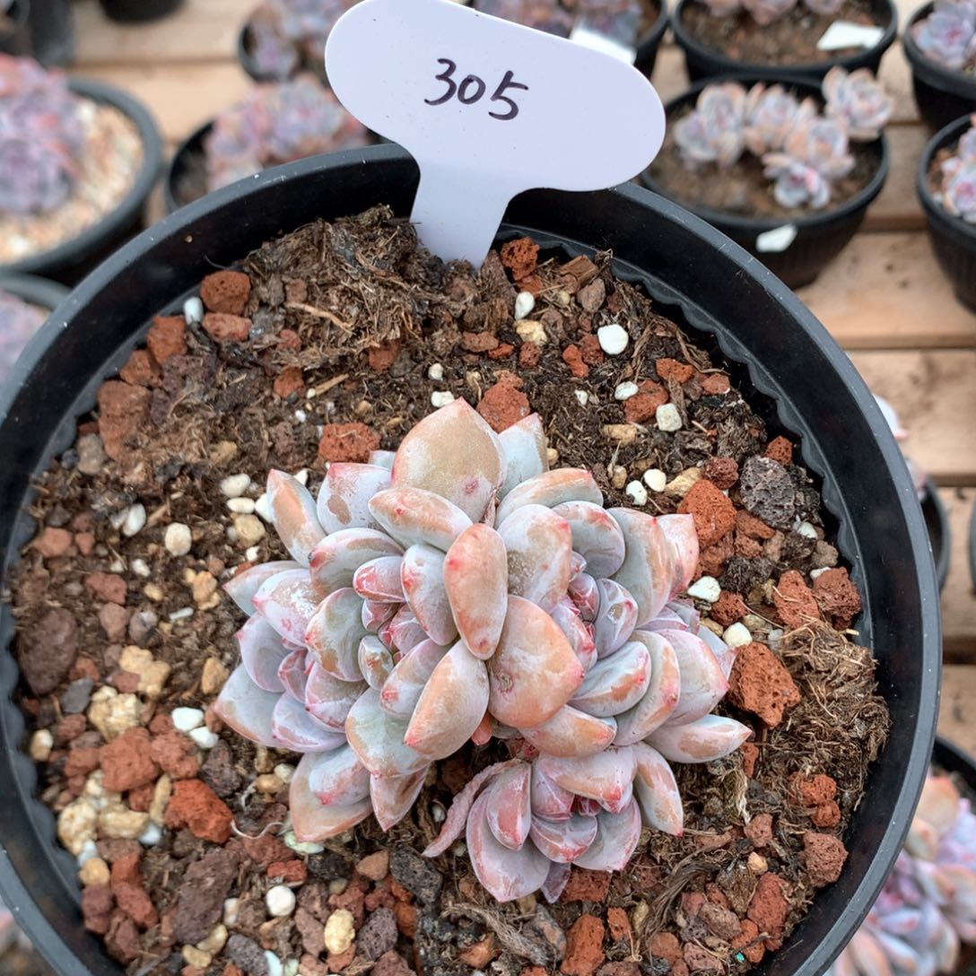 七厘米六头石榴籽溏心 305