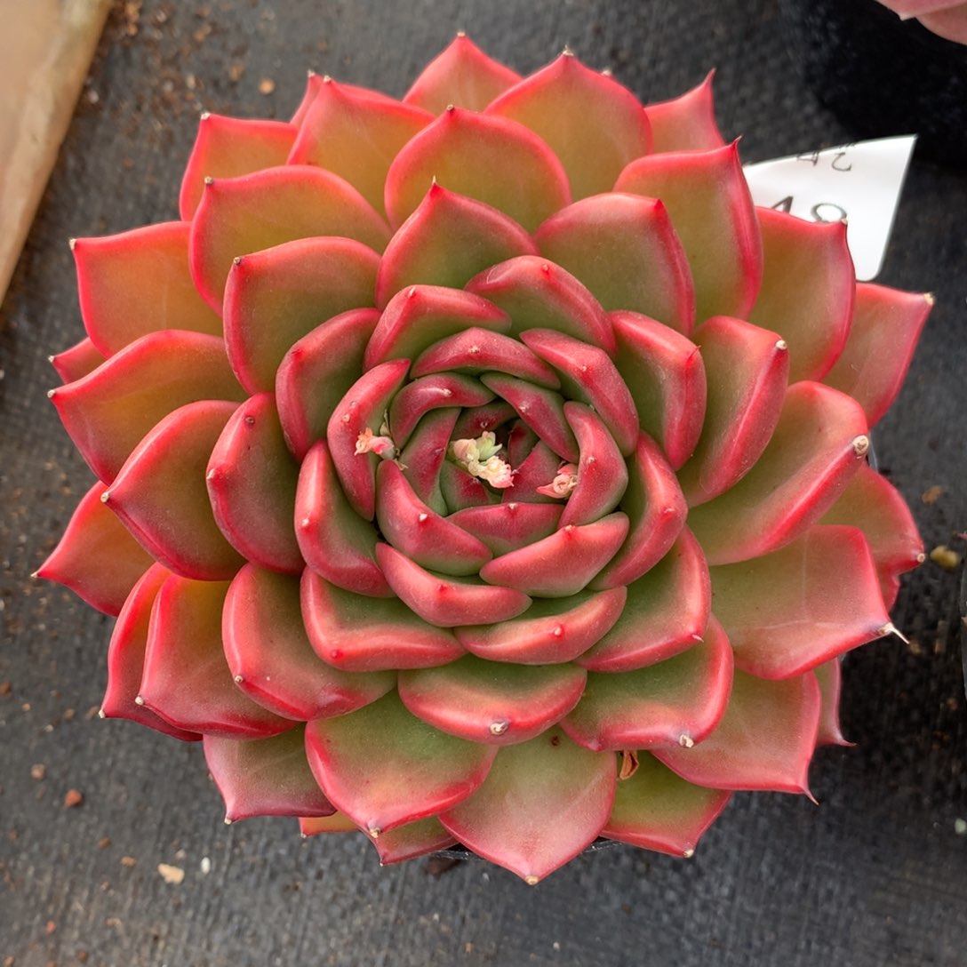 948新年快乐发发发