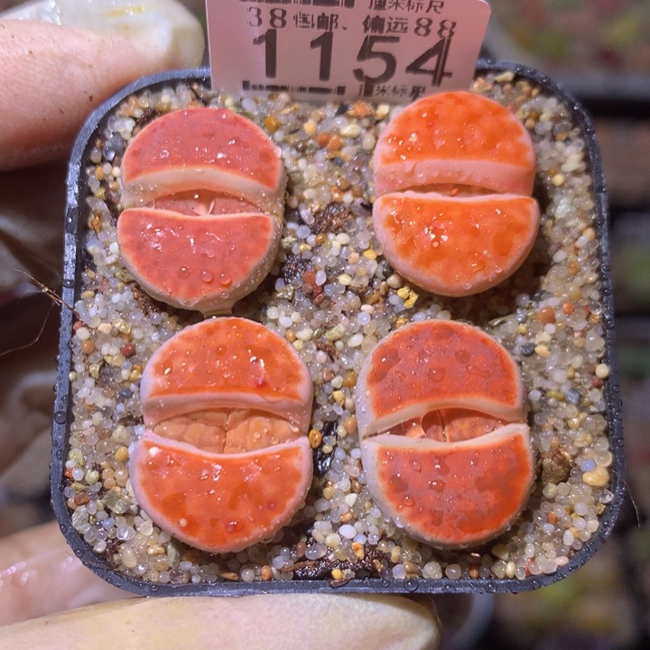 Sss精品生石花1154朱唇