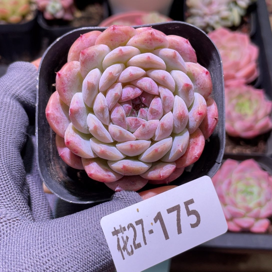 花利美27-175新品