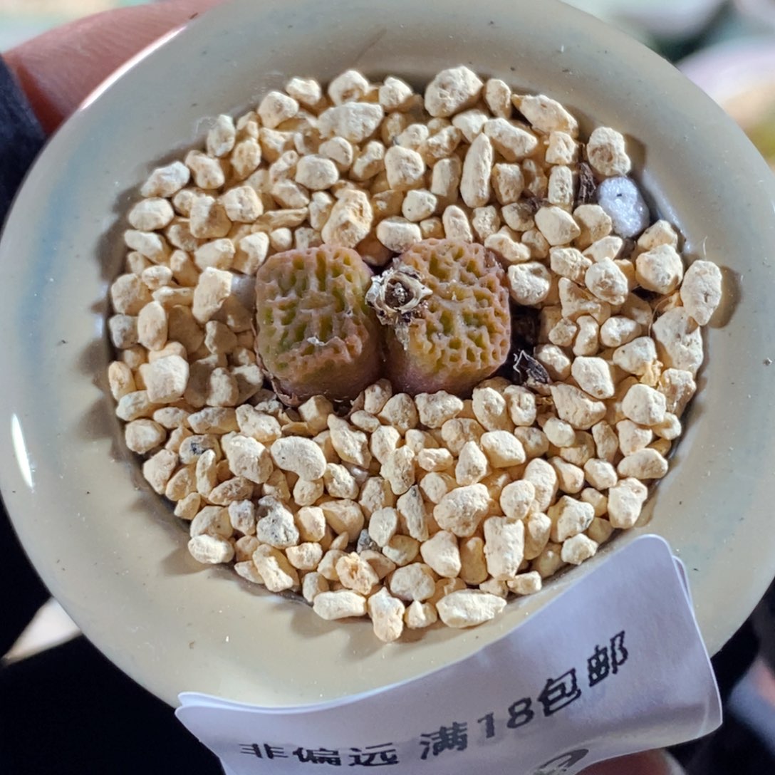 8009--一物一拍 带盆