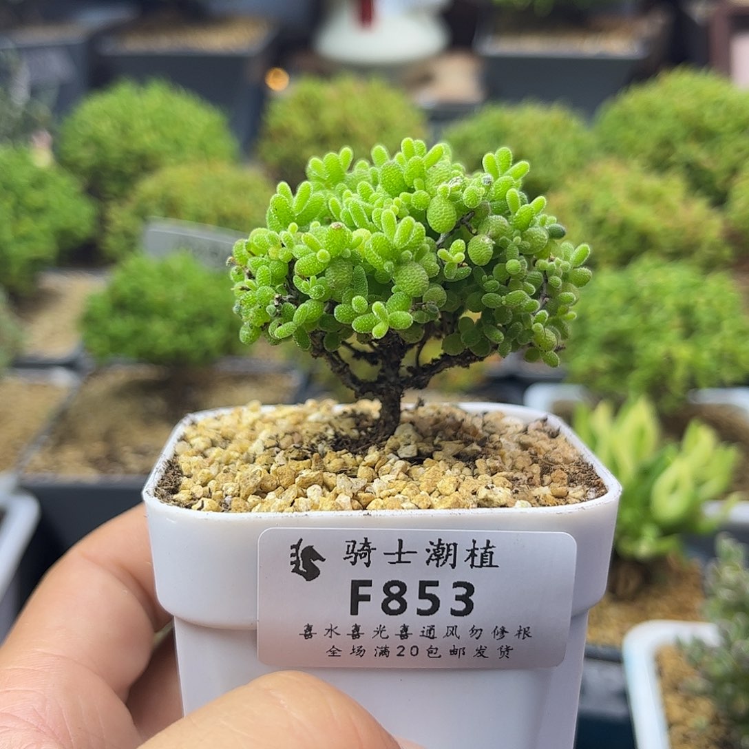 853蜜橘糖球枝干多肉