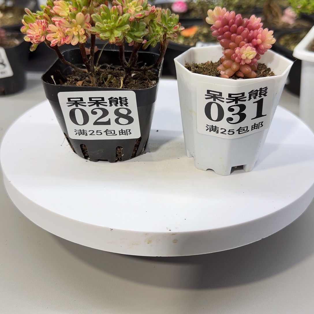 闪电购花卉园艺02