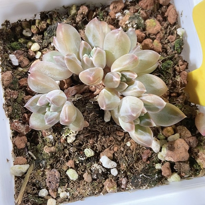 多肉植物慕斯美人6103