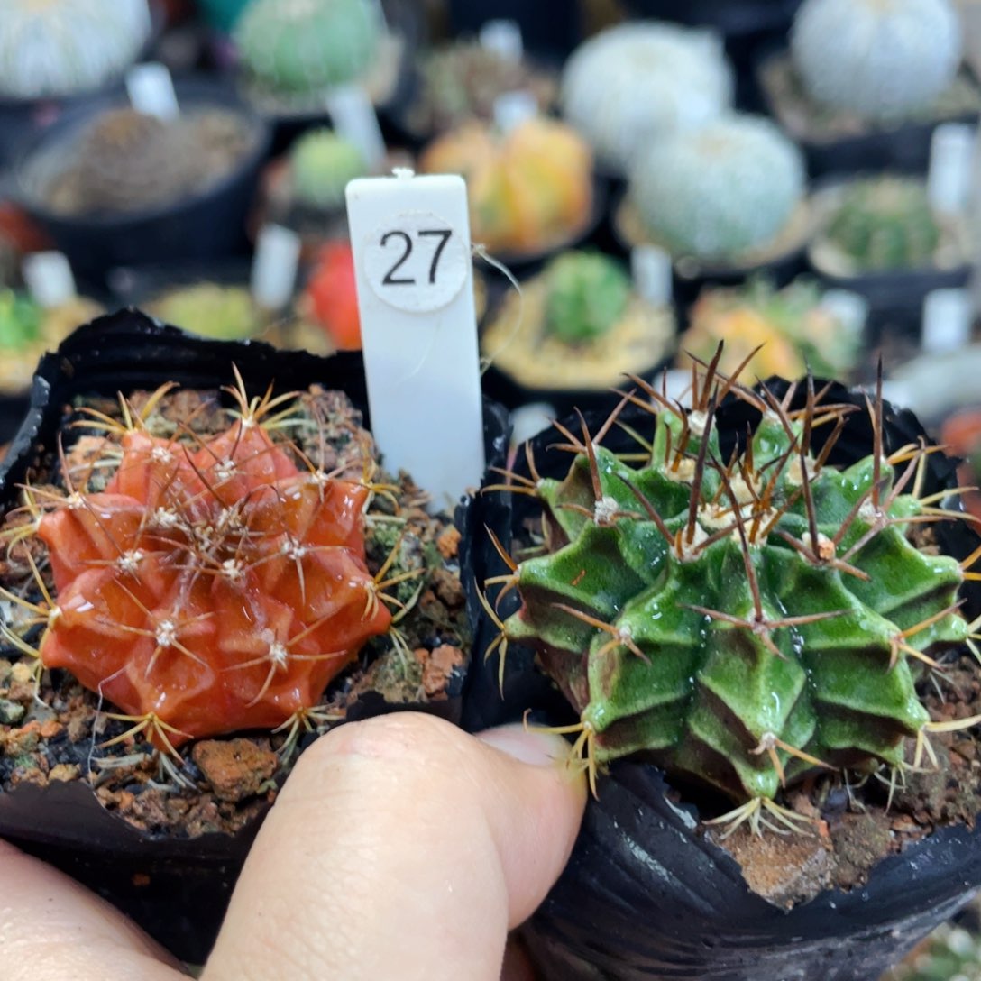 盆5公分满25包邮裸根发货