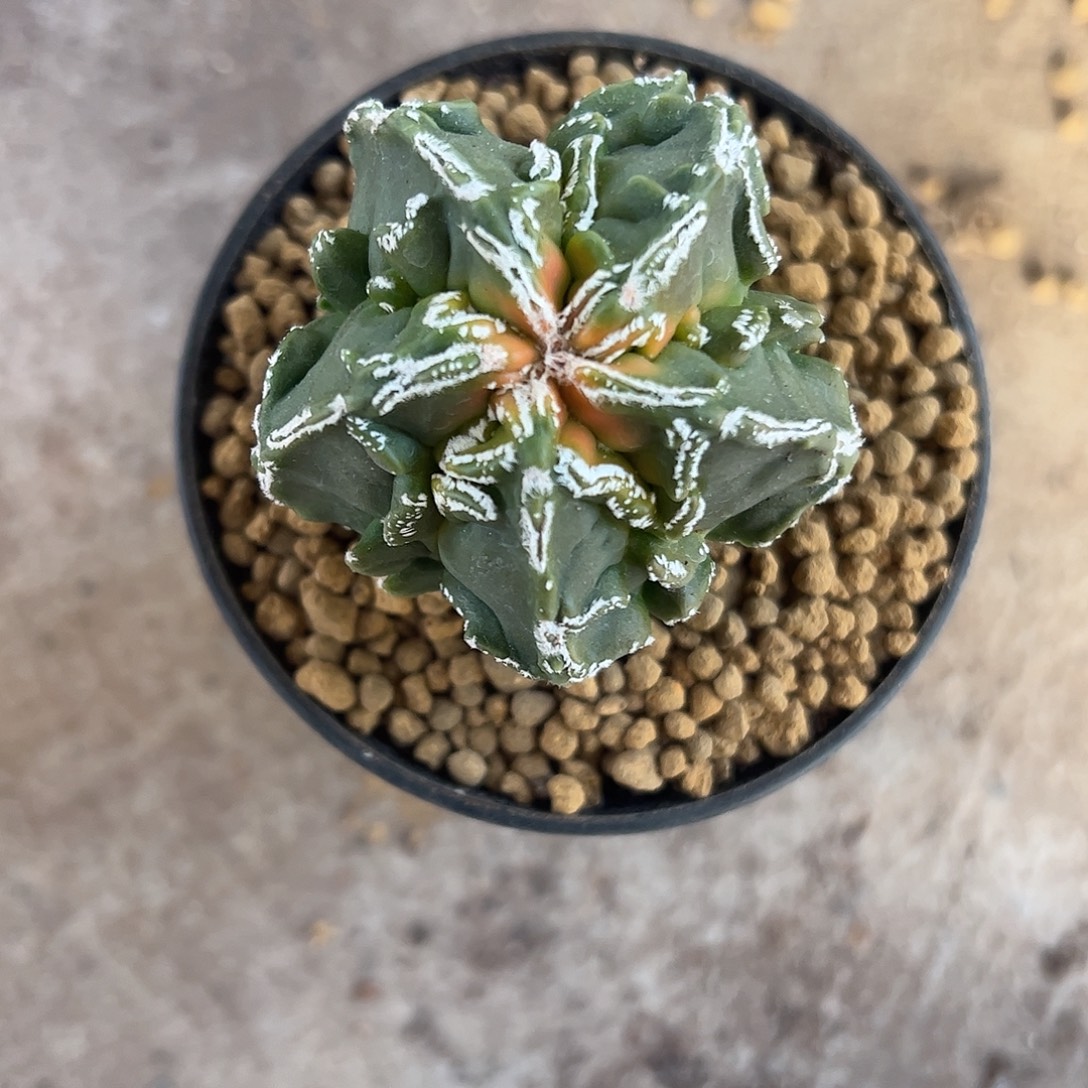 随***士实生鸾凤玉一物一拍