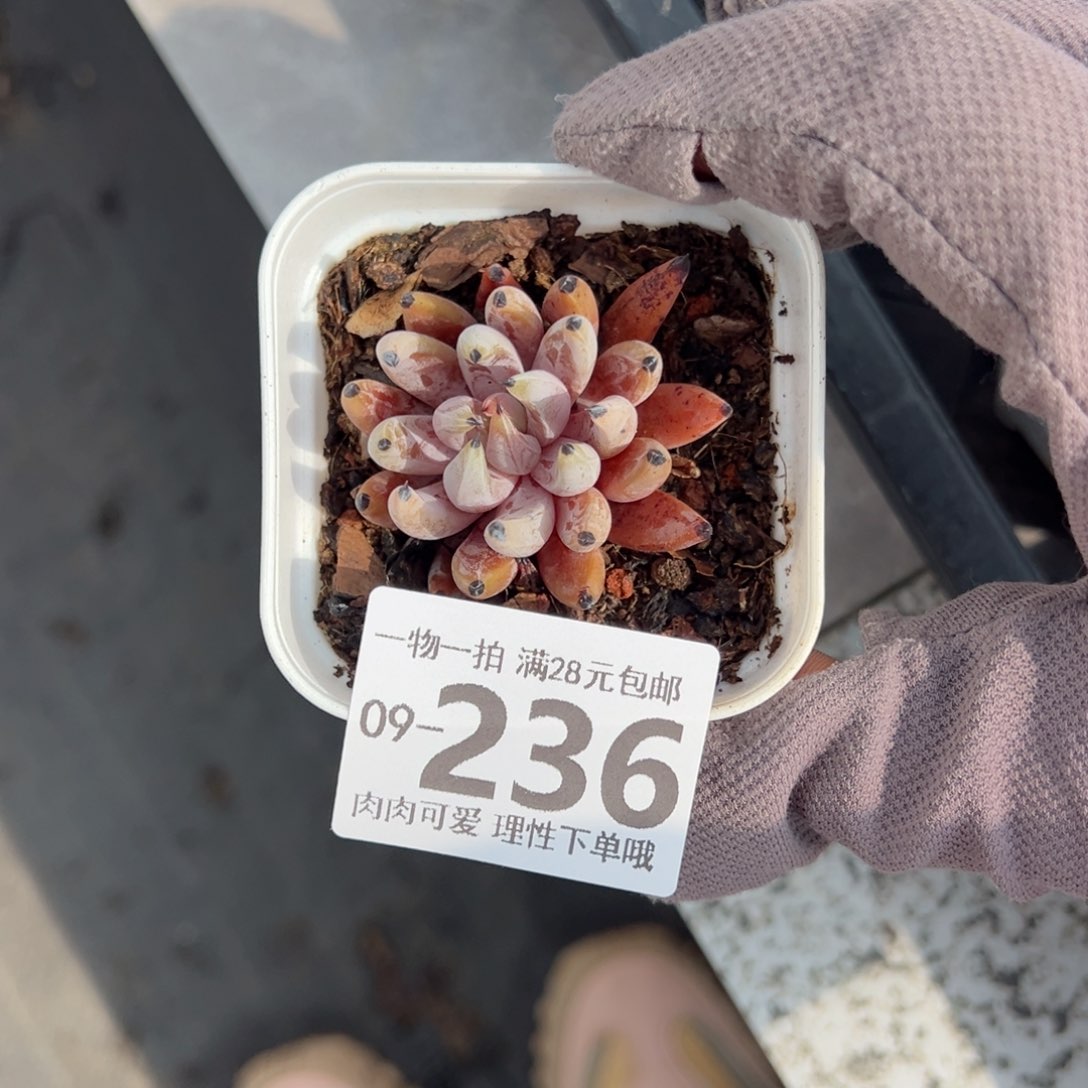 魔爪多肉多肉多肉多肉