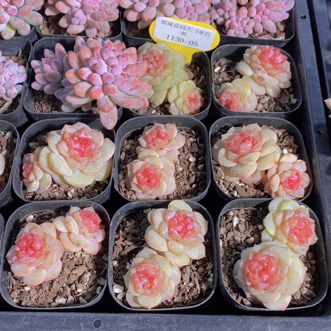 1130-05-精品佛洛依德双头一个