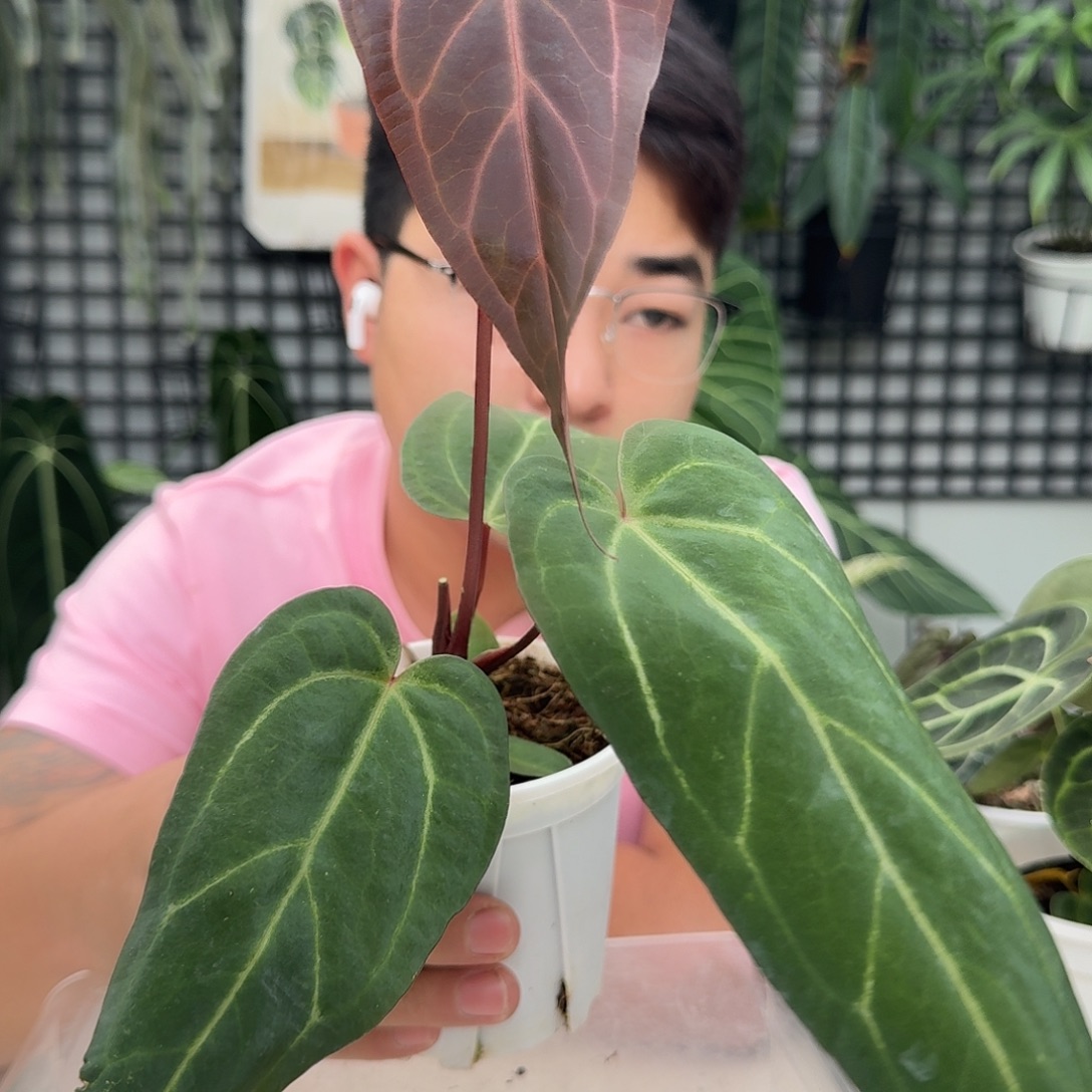 完全开放B150流星雨杂红水晶