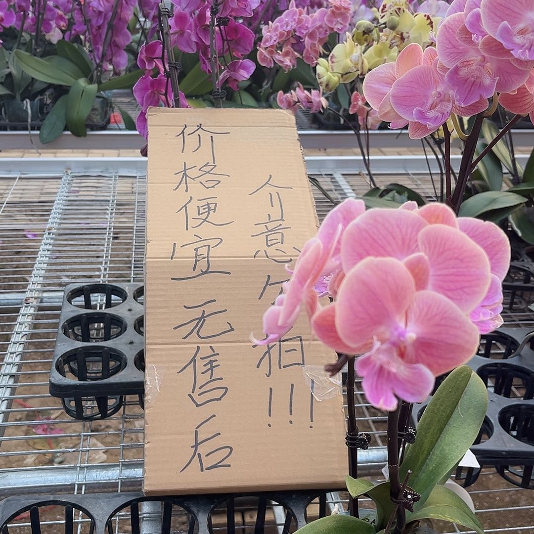 当***累完全开放蝴蝶兰1个 唯美 不售后