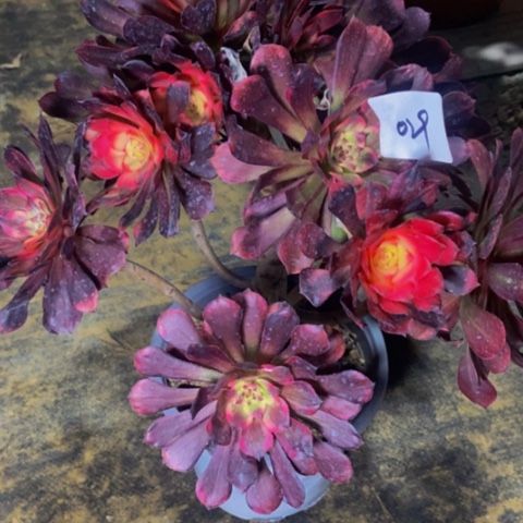 烟花多头多肉造型桩29多肉