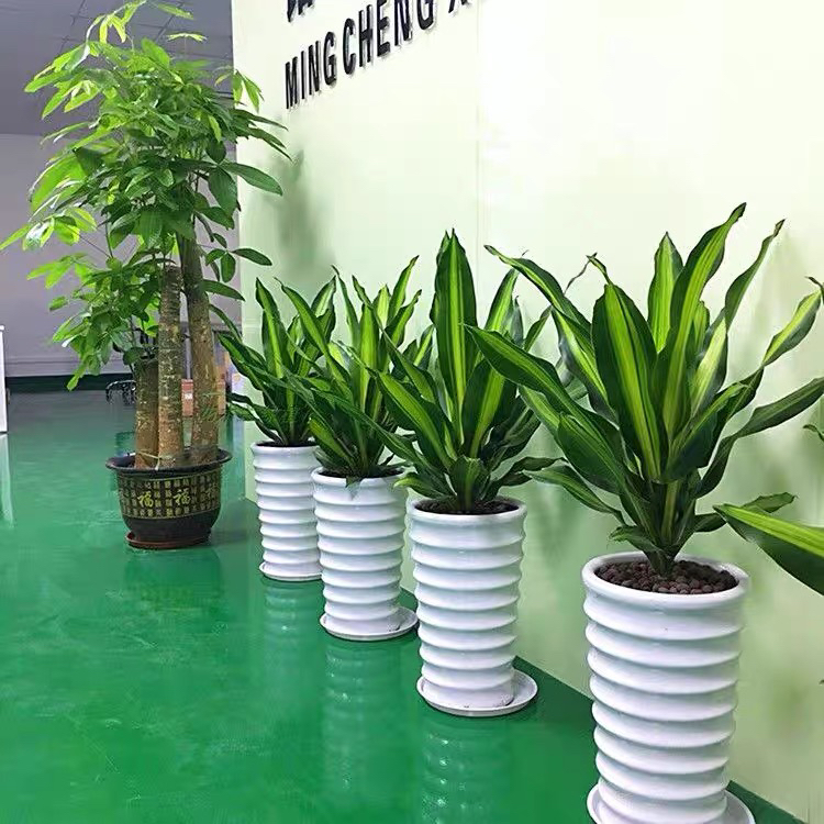 金边巴西铁也门铁巴西木办公室植物室内客厅大型植物绿植盆栽花卉