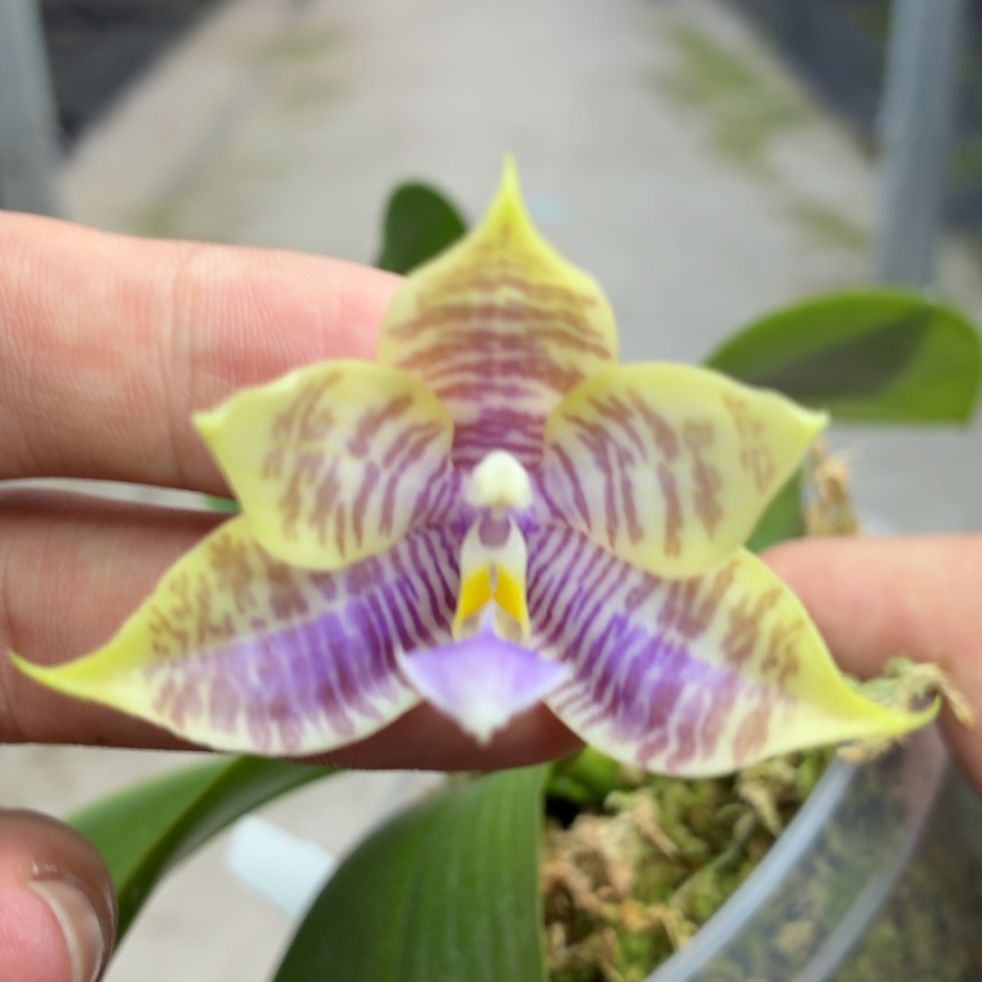 当前无花朵，栽培后可花朵A5348. 3587